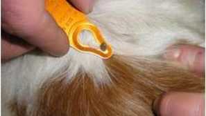 Ticks u psov: čo robiť pri detekcii, liečbe